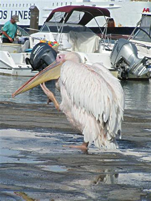 Pedros the wet Pelican